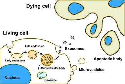 Extracellular Vesicles as Innovative Treatment Strategy for Amyotrophic Lateral Sclerosis